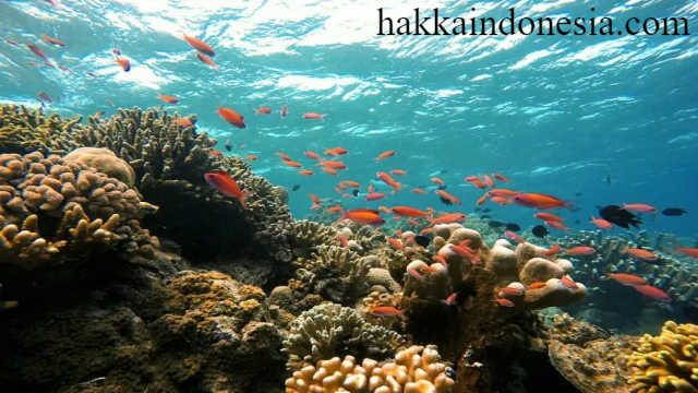 Pesona Bunaken Keunikan Wisata Bahari Sulawesi Utara